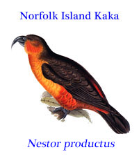 Norfolk Island Kaka (Nestor productus) from Norfolk Island, to the east of Australia. Now extinct.