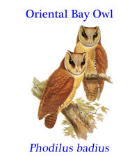Oriental Bay Owl (Phodilus badius) from southeast Asia. 