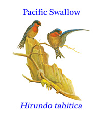 Pacific Swallow (Hirundo tahitica), from southern India and Sri Lanka across to south east Asia and the islands of the south Pacific.