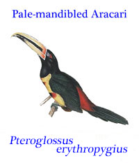 Pale-mandibled Aracari (Pteroglossus erythropygius), a toucan from Equador and Peru.
