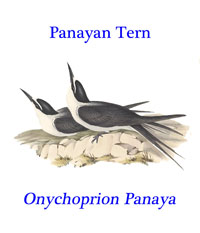 Panayan tern (Onychoprion panaya), from Australia. 