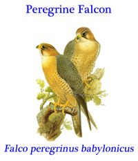Peregrine Falcon (Falco peregrinus babylonicus) from eastern Iran along the Hindu Kush and Tian Shan to Mongolian Altai ranges.