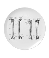 Bones of the human lower limb, plates