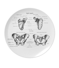 bones of the human body, plates