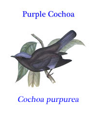 Purple Cochoa (Cochoa purpurea), from the temperate forests of Asia. 