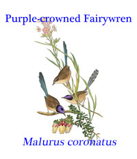 Purple-crowned Fairywren (Malurus coronatus) from northern Australia.