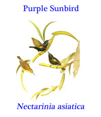 Purple Sunbird (Nectarinia asiatica), from the Persian Gulf through South Asia and into Southeast Asia.