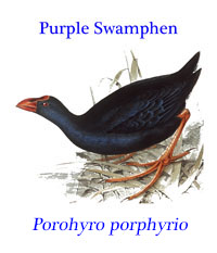 Purple Swamphen (Porphyrio porphyrio), from the Mediterranean to Africa, tropical Asia, the Philippines and Australasia.