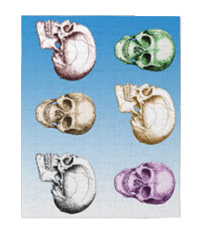 Details of the human skull singularly and in groups, in various colors and arrangements. Jigsaw puzzles