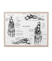 Jigsaw puzzles of the bones of the human foot