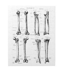 Bones of the human lower limb, jigsaw puzzles