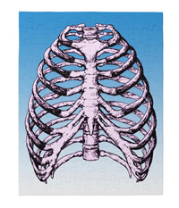 bones of the human body, jigsaw puzzles