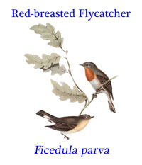 Red-breasted Flycatcher (Ficedula parva) from eastern Europe to central Asia, but wintering in south Asia.