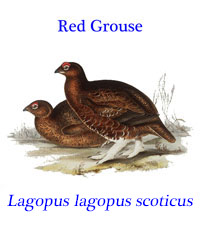 Red Grouse (Lagopus lagopus scoticus) from heather moorland in Scotland and Ireland.