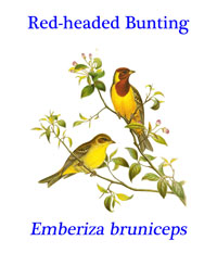 Red-headed Bunting (Emberiza bruniceps) from open scrubby areas in central Asia.  