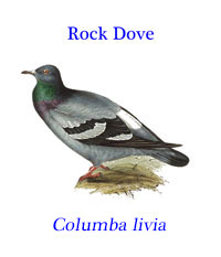 Rock Pigeon or Rock Dove (Columba livia), the common ‘pigeon’ from around the world.