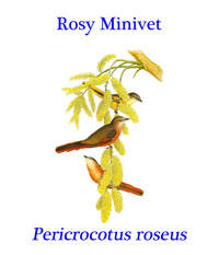 Rosy Minivet (Pericrocotus roseus) from the tropical or subtropical moist lowland and montane forests of southeast Asia. 
