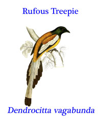 Rufous Treepie (Dendrocitta vagabunda), from the open forests, and gardens of India up to the Himalayas and into Myanmar, Laos and Thailand. 