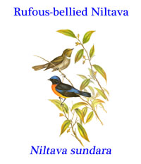 Rufous-bellied Niltava (Niltava sundara) from tropical and subtropical moist lowland and montane forests of southest Asia. 
