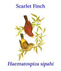 Scarlet Finch (Haematospiza sipahi) from the temperate forests of central Nepal and eastwards to Vietnam and as far south as Thailand.