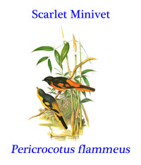 Scarlet Minivet (Pericrocotus flammeus) from the forests of tropical southern Asia to southern China, Indonesia and the Philippines. 