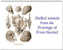 Calendar of shell drawings from Ernst Haeckel