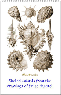 Calendar of shell drawings from Ernst Haeckel