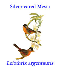 Silver-eared Mesia (Leiothrix argentauris) from southeast Asia.