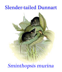 The slender-tailed dunnart (Sminthopsis murina), also known as the common dunnart in Australia, is a dasyurid marsupial. 