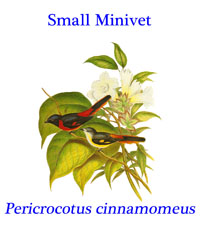 Small Minivet (Pericrocotus cinnamomeus) from thorn jungle and scrub in tropical southern Asia from Indian to Indonesia.