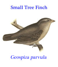 Small Tree Finch (Geospiza parvula) one of ‘Darwin’s Finches”, from the Galapagos Islands. 