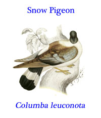 Snow Pigeon (Columba leuconota), from the rocky hills of Asia. 