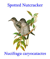 Spotted (or Eurasian) Nutcracker (Nucifraga caryocatactes) from Scandinavia, northern Europe, Siberia and to eastern Asia, and Japan.