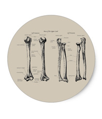 Bones of the human lower limb, stickers