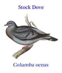 Stock Pigeon or Stock Dove (Columba oenas) from northern Europe and Asia. 