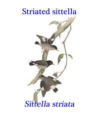 Striated Sittella (now Daphoenositta chrysoptera) from Australia. 