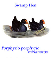 Swamp Hen or Pūkeko (Porphyrio porphyrio melanotus) from New Zealand and Australasia.