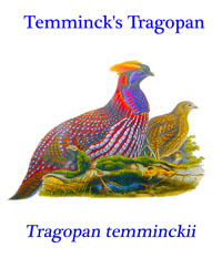 Temminck's Tragopan (Tragopan temminckii), a pheasant from northeast India, northwest Vietnam, Tibet and northern provinces of China. 