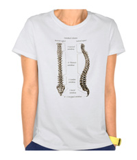 Human spine, or backbone