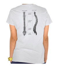 Human spine, or backbone