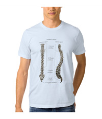 Bones of the human spine, backbone, spinal column