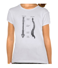 Bones of the human spine, backbone, spinal column