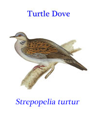 Turtle Dove (Streptopelia turtur), from open woodlands in Europe, norther Asia and north Africa. 
