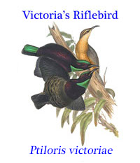 Victoria’s Riflebird (Ptiloris victoriae), a bird of paradise endemic to northeastern Queensland.  