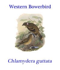 Western Bowerbird (Chlamydera guttata) from Australia.
