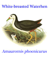 White-breasted waterhen (Amaurornis phoenicurus), from across Southeast Asia and the Indian Subcontinent.
