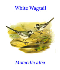 White Wagtail (Motacilla alba) from open country, often near habitation and water in most of Europe, Asia and regions of north Africa.