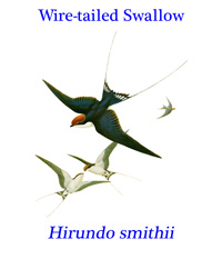 Wire-tailed Swallow (Hirundo smithii) from sub-Saharan Africa and tropical southern Asia.