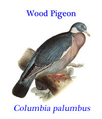 Wood Pigeon (Columba palumbus) from the colder northern and eastern regions of Europe and western Asia. 