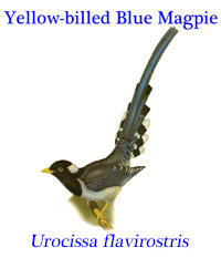 Yellow (Gold)-billed Blue Magpie (Urocissa flavirostris) from Pakistan to Burma with a disjunct population in Vietnam.